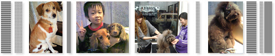 SLY DOG dog hair stylist スライドッグ ドッグヘアースタイリスト｜カウンセリング Counseling
